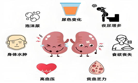 专家谈肾脏疾病防治：定期体检是关键 吃动物肾脏不能补肾