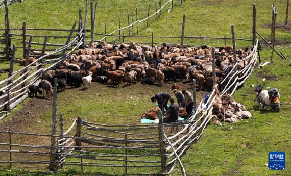 大道通进夏牧场