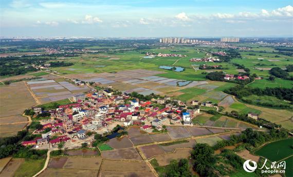 江西南昌：盛夏田园绿意浓 水田夏种绘振兴