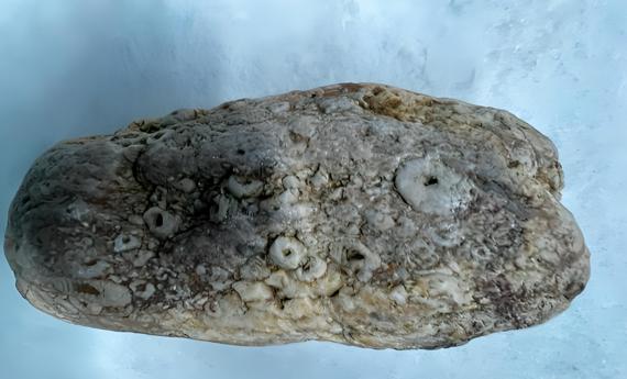 1.4亿年前牡蛎化石揭示远古气候图景