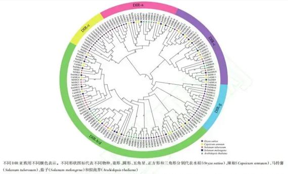 首个四倍体马铃薯泛基因组图谱绘制