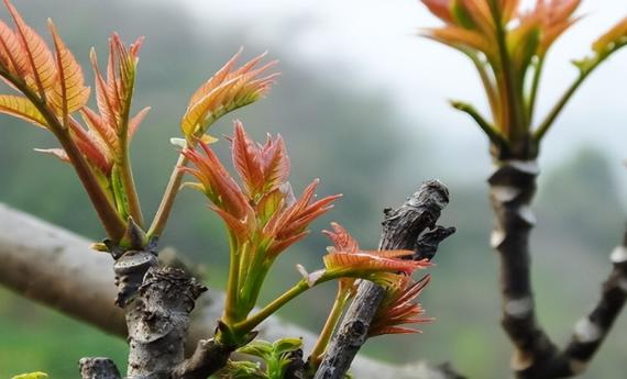 河南一村种香椿被胖东来包圆!有村民一天赚2000元,120元/斤比牛肉还贵