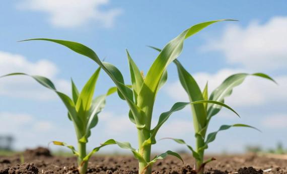 春天，种下一粒“种子”